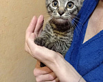 Кошки в Одинцово: Котёнок Люсси ищет дом Девочка, 100 руб. - фото 9