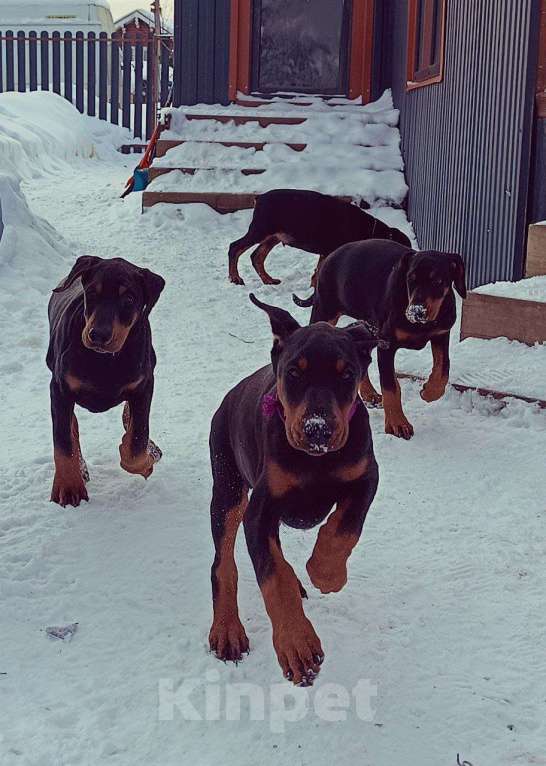 Собаки в других городах Московской области: Щенки доберамна Мальчик, 60 000 руб. - фото 7