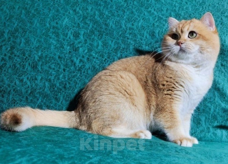 Кошки в Павловском Посаде: Британская золотая шиншилла. Вязка Мальчик, 12 000 руб. - фото 3