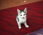 Кошки в Лобне: Котёнок в добрые руки Мальчик, Бесплатно - фото 4