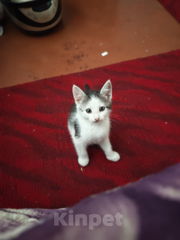 Кошки в Лобне: Котёнок в добрые руки Мальчик, Бесплатно - фото 4