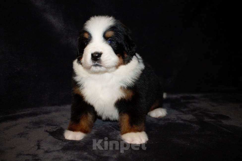 Собаки в других городах Московской области: Бернский зенненхунд Девочка, 70 000 руб. - фото 7