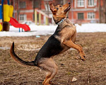 Собаки в Москве: Очаровательная Машенька в дар Девочка, Бесплатно - фото 2