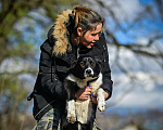 Собаки в Домодедово: Лада - Лайка метис 8 мес. девочка Девочка, 1 руб. - фото 7