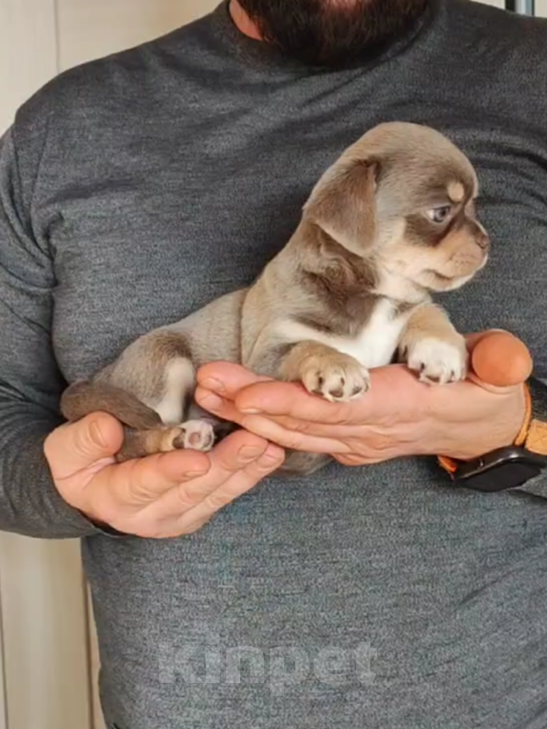 Собаки в Саратове: Шенок Чихуахуа Мальчик, 25 000 руб. - фото 4