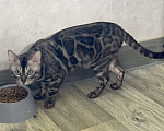 Кошки в Москве: Молодой бенгальский кот Мальчик, 5 000 руб. - фото 4