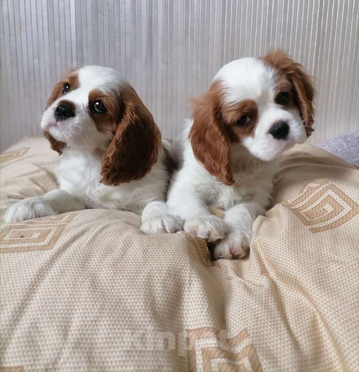 Собаки в Москве: Кавалер Кинг Чарльз спаниель 2 мес Мальч.  Мальчик, 85 000 руб. - фото 4