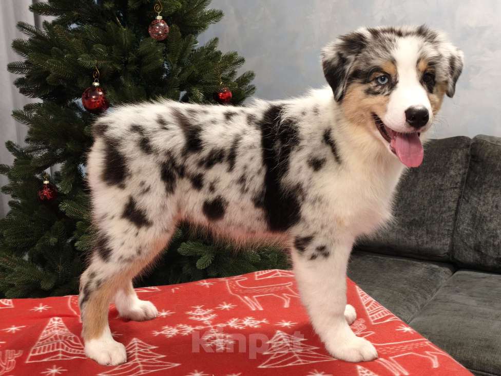 Собаки в Липецке: Австралийская овчарка Девочка, 130 000 руб. - фото 2