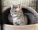 Кошки в Котельнике: Кошечка Глазастик с особенностями Девочка, Бесплатно - фото 1