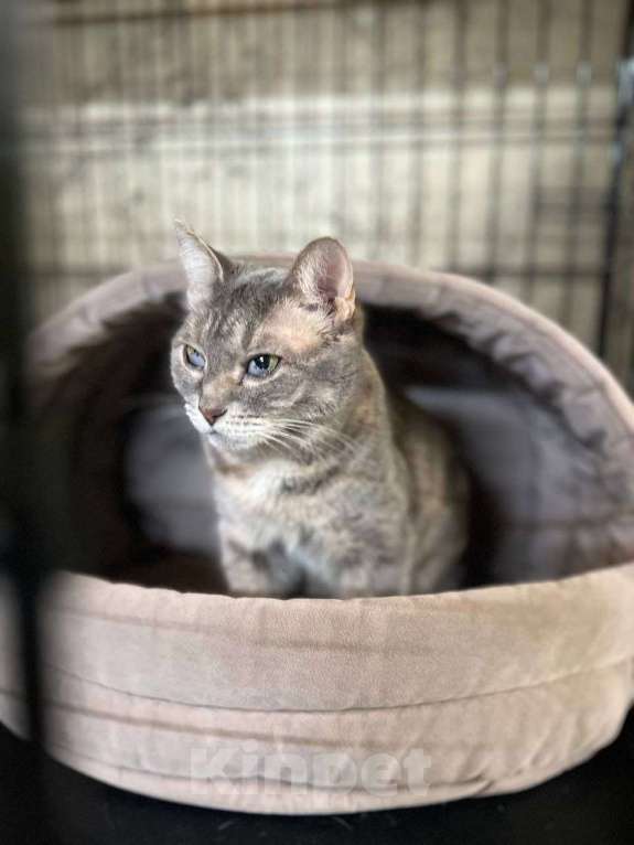 Кошки в Котельнике: Кошечка Глазастик с особенностями Девочка, Бесплатно - фото 1