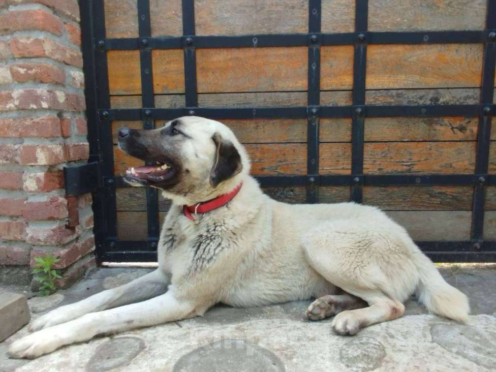 Собаки в Москве: Знакомьтесь – наш грузинский мачо Васо, который мечтает о доме. Мальчик, Бесплатно - фото 3