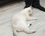 Кошки в Москве: Пропала кошка Девочка, Бесплатно - фото 1