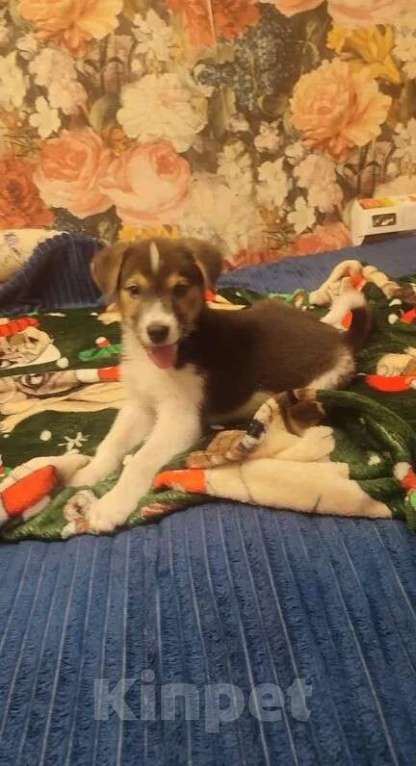 Собаки в Москве: Маленький харизматичный щенок ищет самые добрые ручки! Мальчик, Бесплатно - фото 4