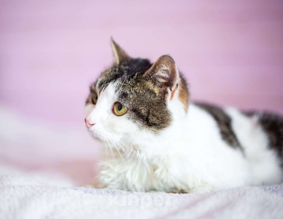 Кошки в Москве: Кошка в добрые руки Девочка, Бесплатно - фото 7