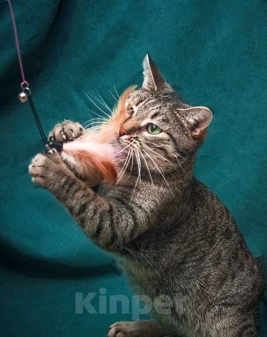 Кошки в Москве: Шикарный шпротный кот Вася в добрые руки Мальчик, Бесплатно - фото 6