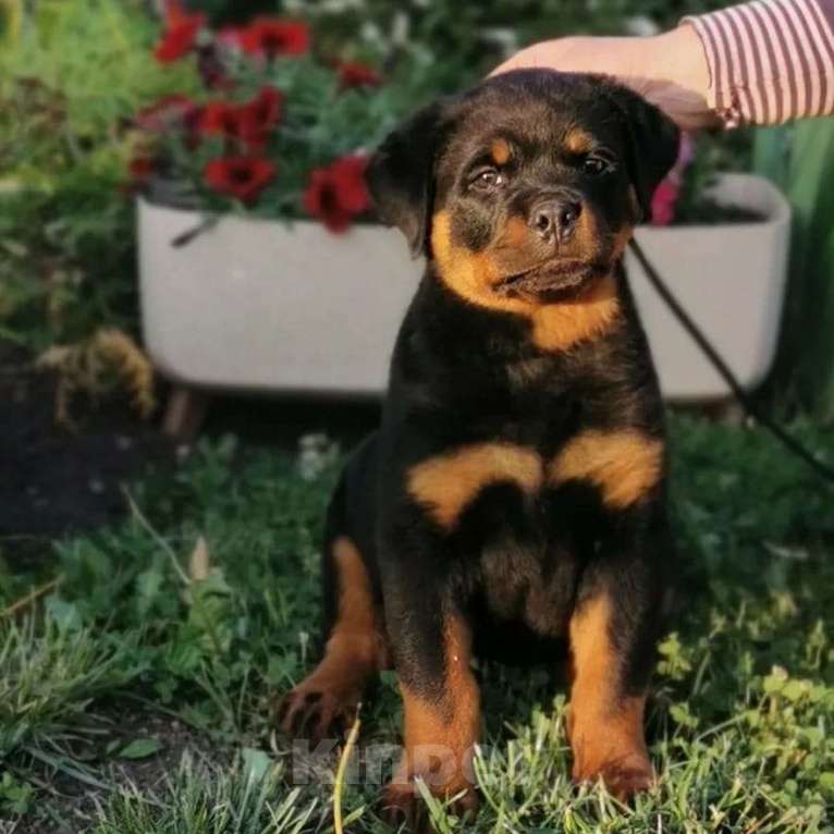 Собаки в Томске: Щенок ротвейлера с родословной Мальчик, 25 000 руб. - фото 3