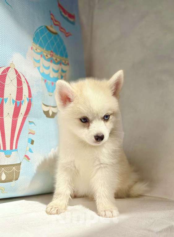 Собаки в Балашихе: Помски мальчик Брюс, великолепный малыш.  Мальчик, 60 000 руб. - фото 10