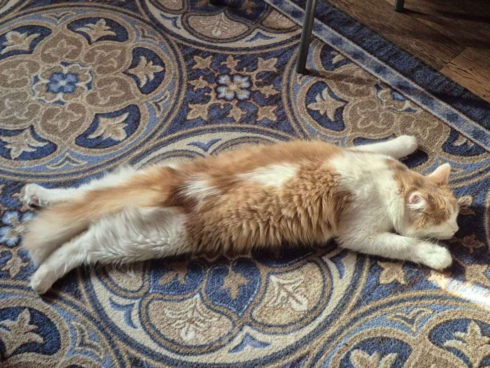 Кошки в Нижнем Новгороде: Рыжий котик в добрые руки  Мальчик, Бесплатно - фото 5