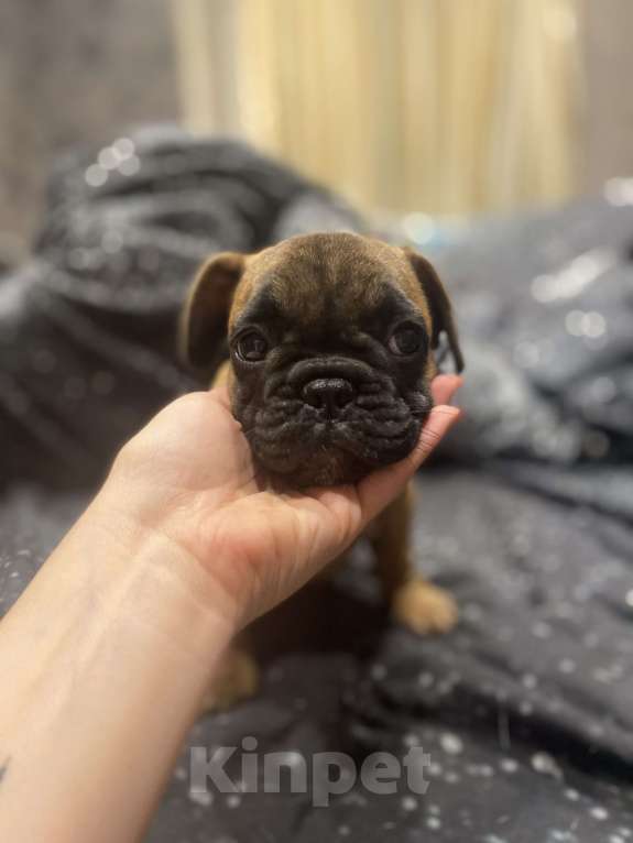 Собаки в Нижнем Новгороде: Щенок французский бульдог  Мальчик, 30 000 руб. - фото 6