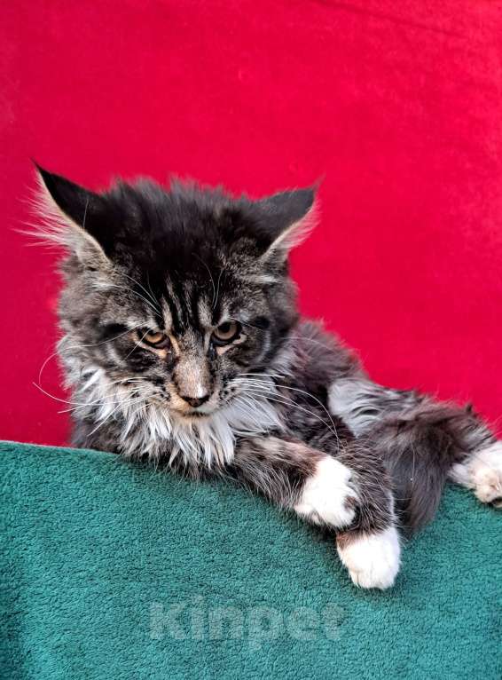 Кошки в Москве: Рыськи Девочка, 110 000 руб. - фото 3