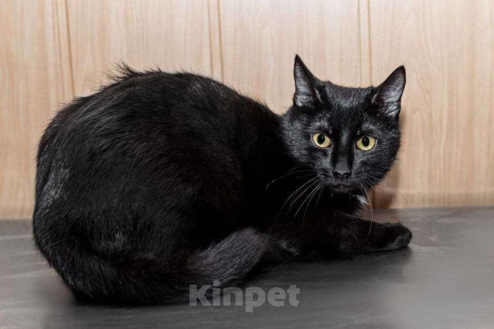 Кошки в Москве: Красавица Мята ищет дом Девочка, 99 руб. - фото 2