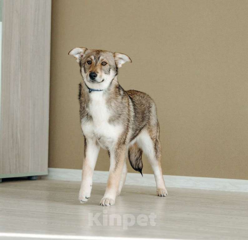 Собаки в Москве: Щенок бесплатно в Москве Девочка, Бесплатно - фото 2