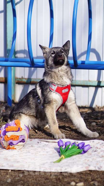 Собаки в Ногинске: Щенок ищет дом Девочка, Бесплатно - фото 2