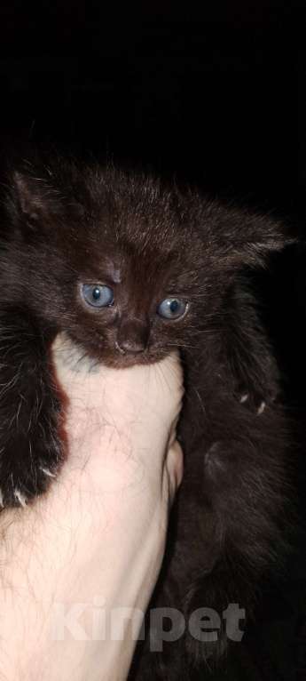 Кошки в Нижнем Новгороде: Отдам котят в добрые руки, два мальчика и одна девочка, возраст 1,5 месяца к лотку приучены. Мальчик, Бесплатно - фото 2