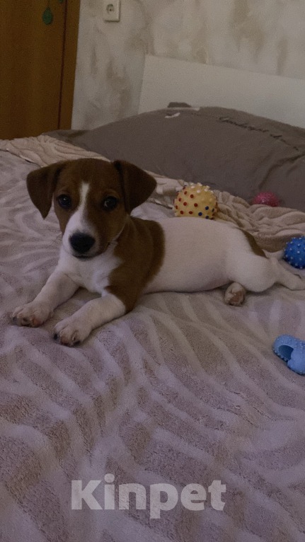 Собаки в Чехове-2: Джек рассел Мальчик, 5 000 руб. - фото 3