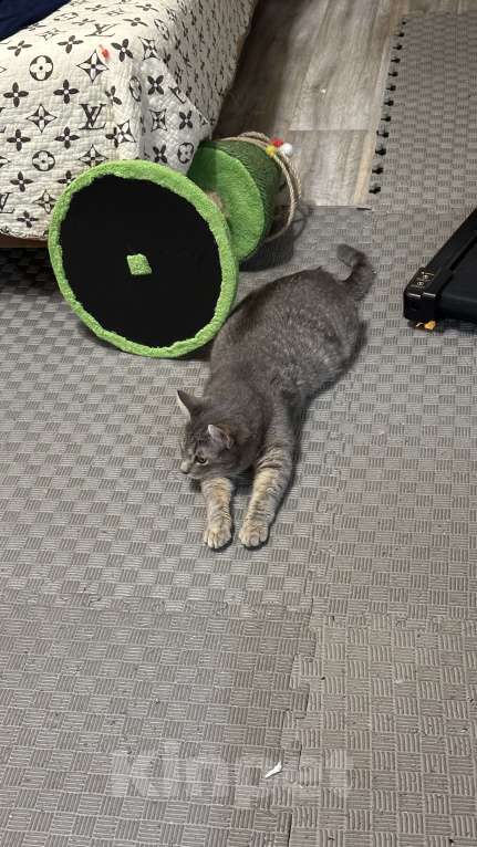 Кошки в Москве: Малыш ищет постоянный дом Мальчик, Бесплатно - фото 3