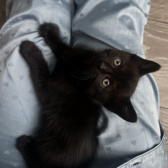СРОЧНО ИЩУ ДОМ КОТЕНКУ
