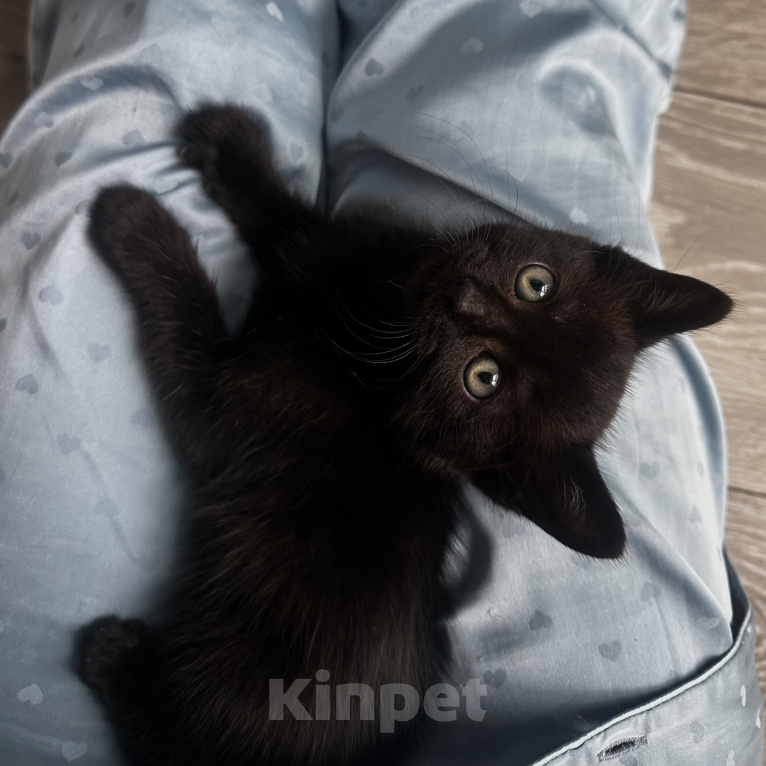 Кошки в Сочи: СРОЧНО ИЩУ ДОМ КОТЕНКУ Мальчик, Бесплатно - фото 1