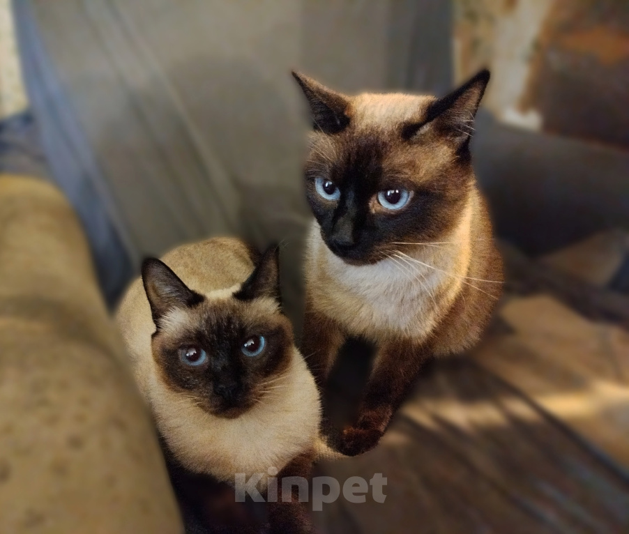 Кошки в Москве: Кот и кошка породы меконгский бобтейл остались сиротами и нуждаются в новой семье Разнополые, Бесплатно - фото 1
