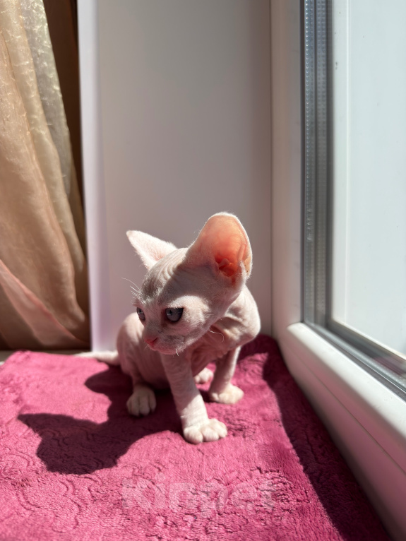 Кошки в Москве: Котенок Девон Рекс Девочка, 70 000 руб. - фото 8