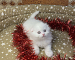 Кошки в Петрове Валу: Продаю шотландских котят  Мальчик, 5 000 руб. - фото 5