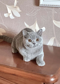 Британский джентельмен