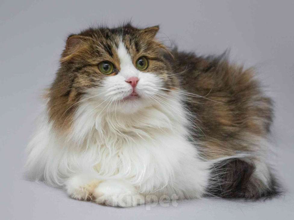 Кошки в Москве: Нежная ласковая кошечка Миу в добрые руки Девочка, Бесплатно - фото 5