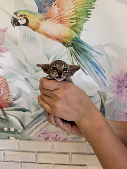 Ориентальный котенок