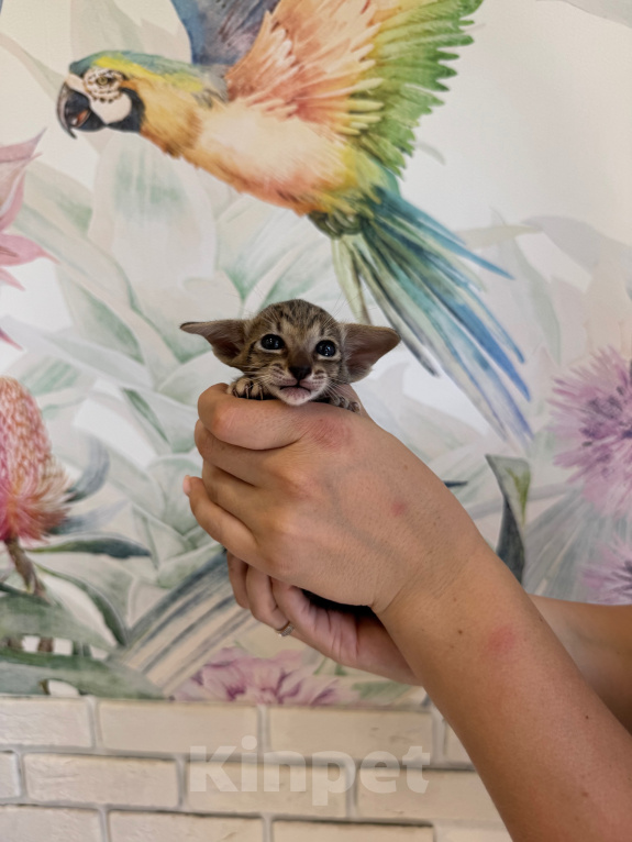 Кошки в других городах Красноярского края: Ориентальный котенок Девочка, 40 000 руб. - фото 1