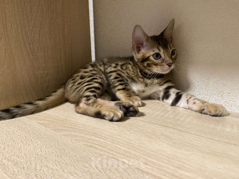 Кошки в других городах Московской области: Бенгальский котенок Мальчик, 17 000 руб. - фото 3