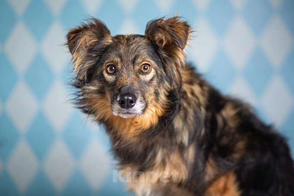 Собаки в Москве: Маленькая пушистая собачка-инвалид Лёля в приюте в добрые руки Девочка, 1 руб. - фото 6