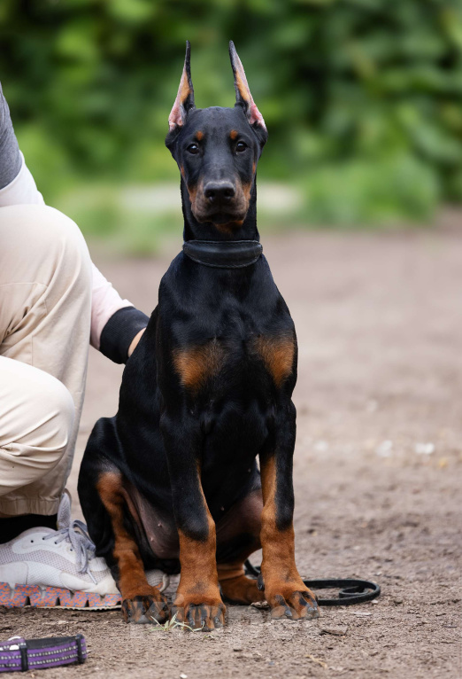 Собаки в Клине: Отличная сука, 3 месяца Девочка, 150 000 руб. - фото 2