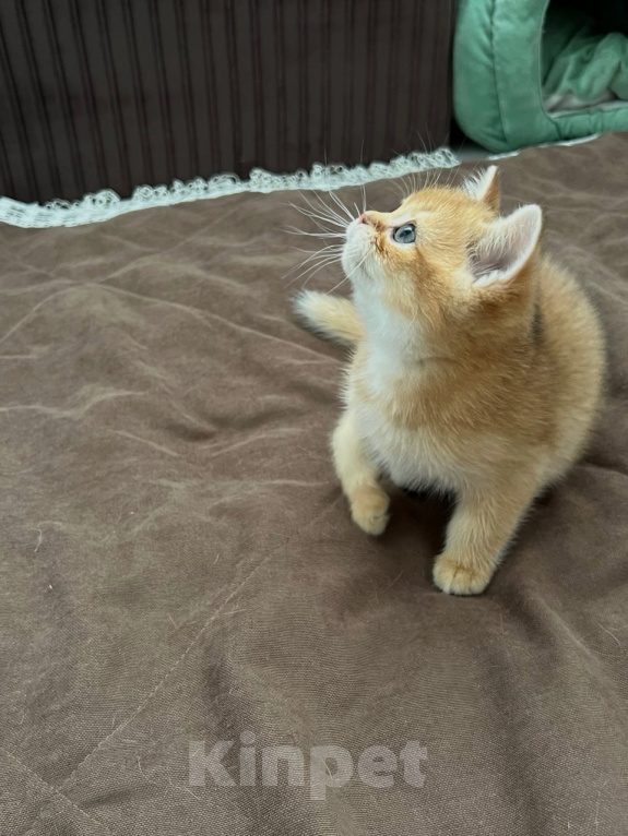 Кошки в Новосибирске: Шотландский прямоухий котик Мальчик, 40 000 руб. - фото 10