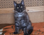 Кошки в Москве: Мейн кун черный дым кошка Девочка, Бесплатно - фото 3