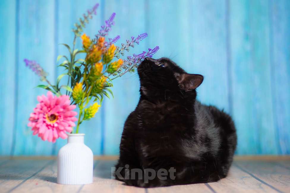 Кошки в Москве: Ласковая, воспитанная красотка в добрые руки! Девочка, Бесплатно - фото 9