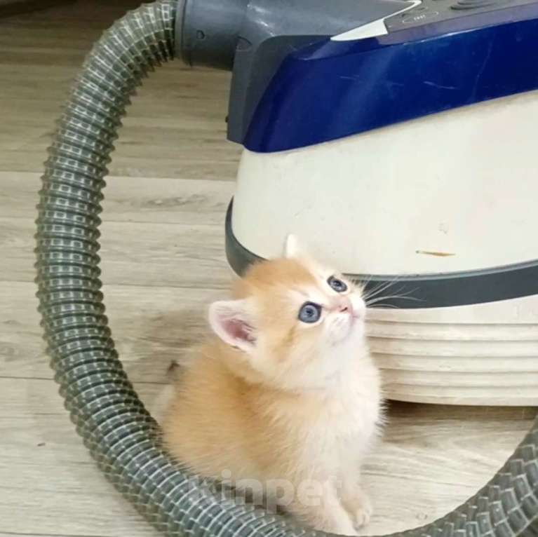 Кошки в Новосибирске: Британские котята золотая шиншилла  Мальчик, 25 000 руб. - фото 10