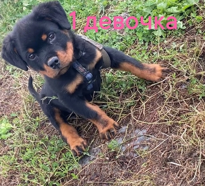 Собаки в Санкт-Петербурге: Щенки ротвейлеры Девочка, 20 000 руб. - фото 7