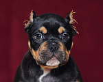 Собаки в Обнинске: Кобели булли черный триколор Мальчик, 150 000 руб. - фото 2