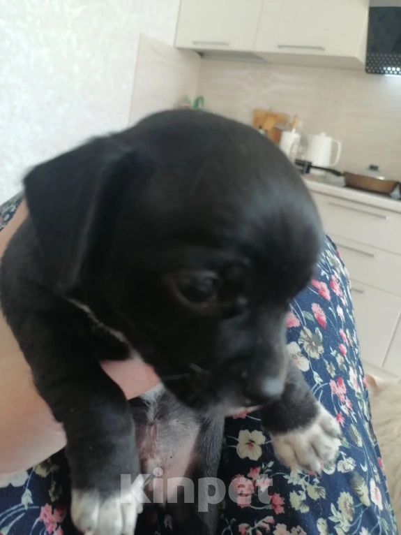 Собаки в Вологде: отдаю щенка Мальчик, Бесплатно - фото 4