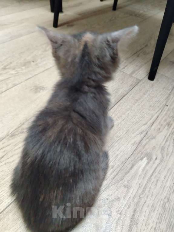 Кошки в других городах Воронежской области: Отдам красивую девочку от сиамской мамы Девочка, Бесплатно - фото 3